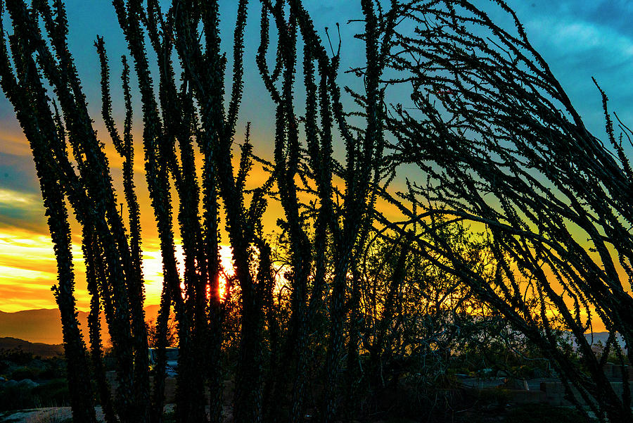Joshua Silhouette Sunset Photograph by Doug LaRue