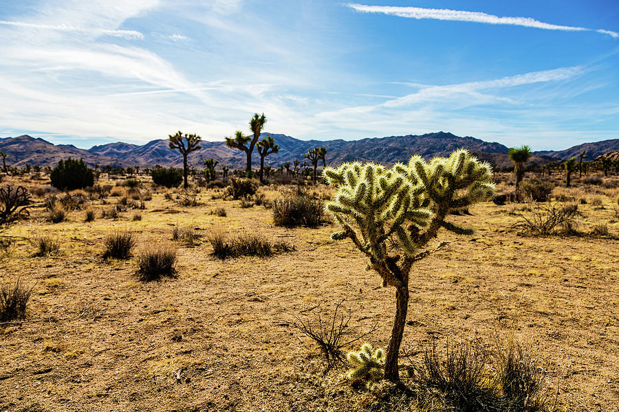 Joshua Tree-1 Photograph by Claude Dalley