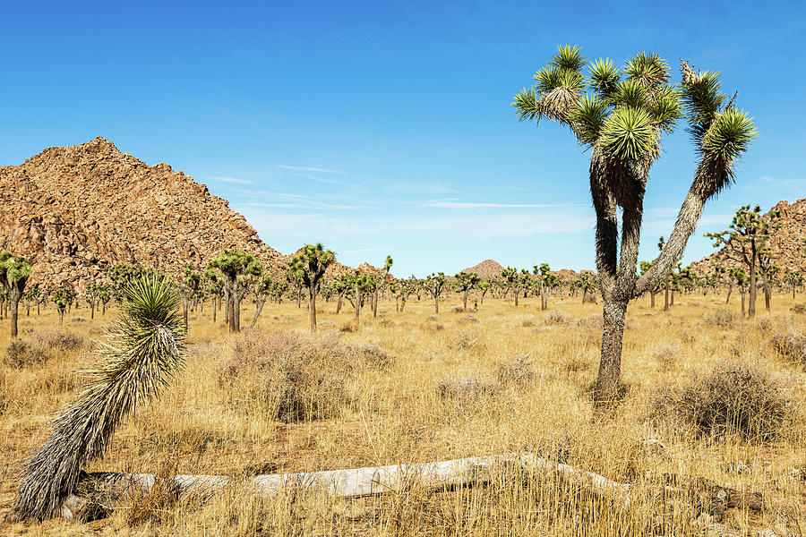 Joshua Tree-3 Photograph by Claude Dalley