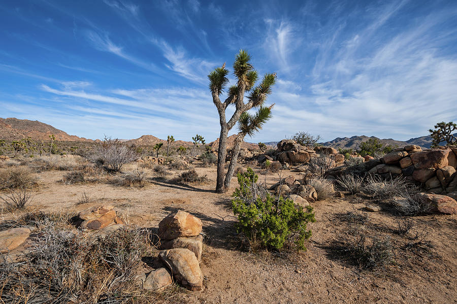 Joshua Tree 40 Photograph by Craig Brewer - Fine Art America