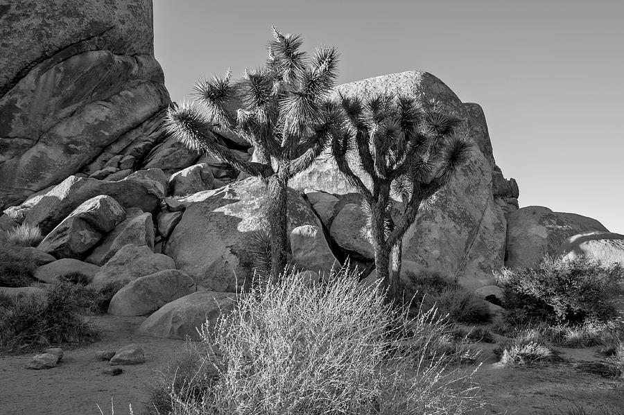 Joshua Tree 66 Monochrome Photograph by Craig Brewer - Fine Art America