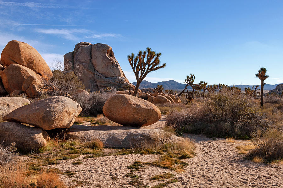 Joshua Tree 77 Photograph by Craig Brewer - Fine Art America