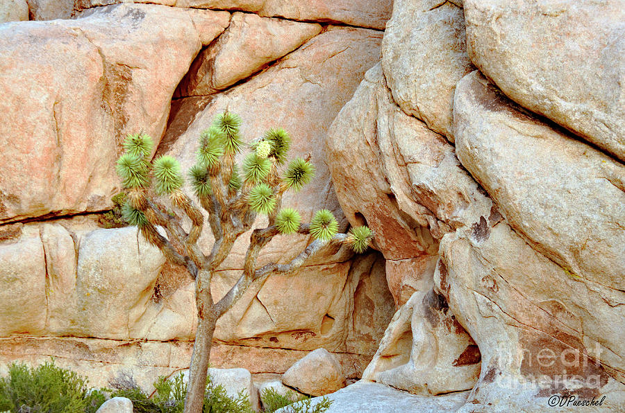 Joshua Tree against the Rocks Photograph by Debby Pueschel