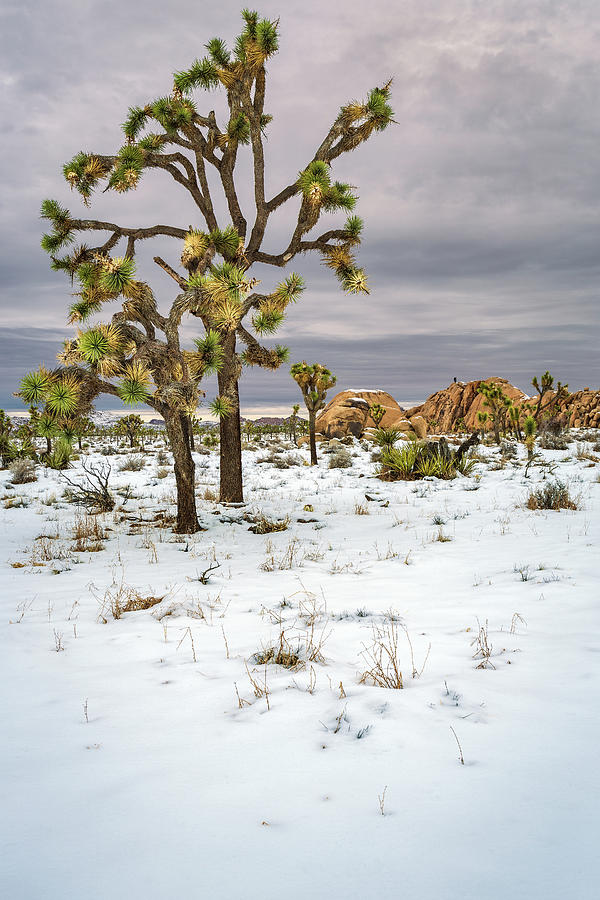 Joshua Tree and Boulders Photograph by Rick Strobaugh