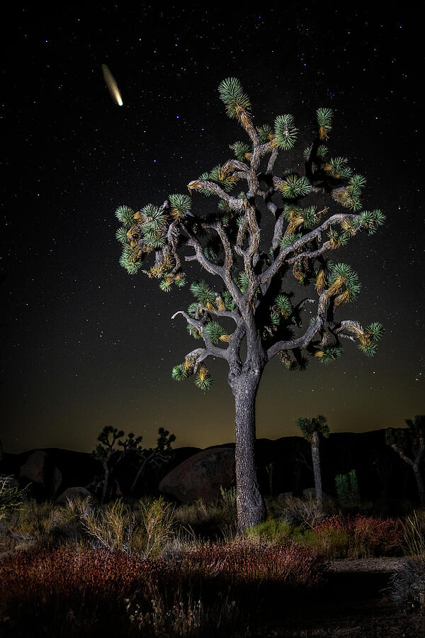 Joshua Tree and Comet Photograph by Rick Strobaugh