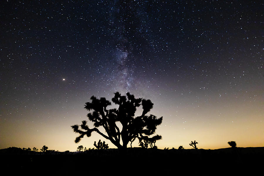 Joshua Tree and Milky Way II Photograph by David Kleeman