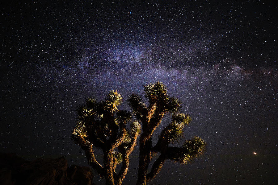 Joshua Tree and Milky Way III Photograph by David Kleeman