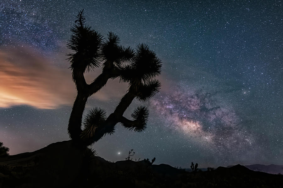 Joshua Tree and Milky Way Photograph by Michael Ash