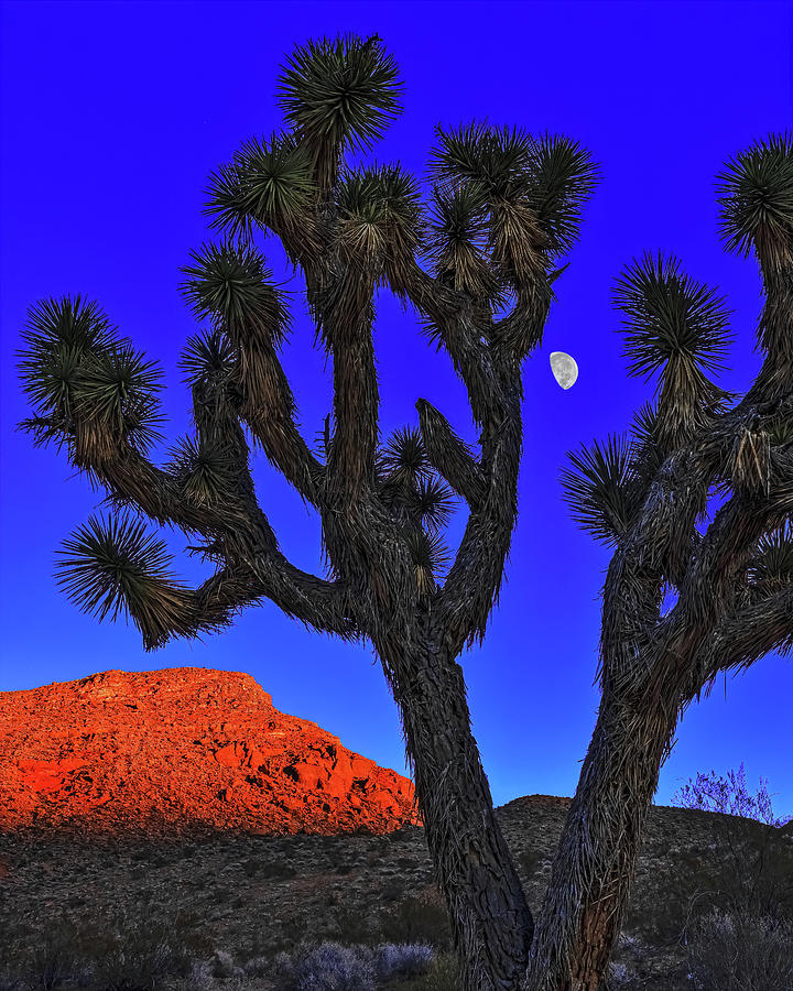 Joshua Tree And Moon, Gold Butte National Monument, Nevada Photograph by Don Schimmel
