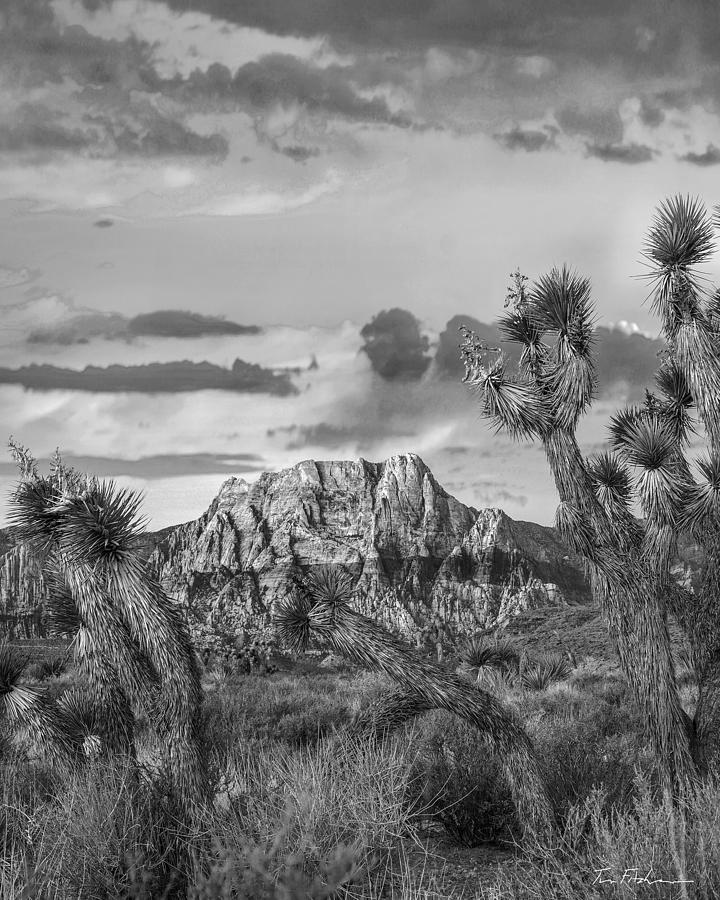 Joshua tree and Spring Mts at Red Rock Ca Photograph by Tim Fitzharris