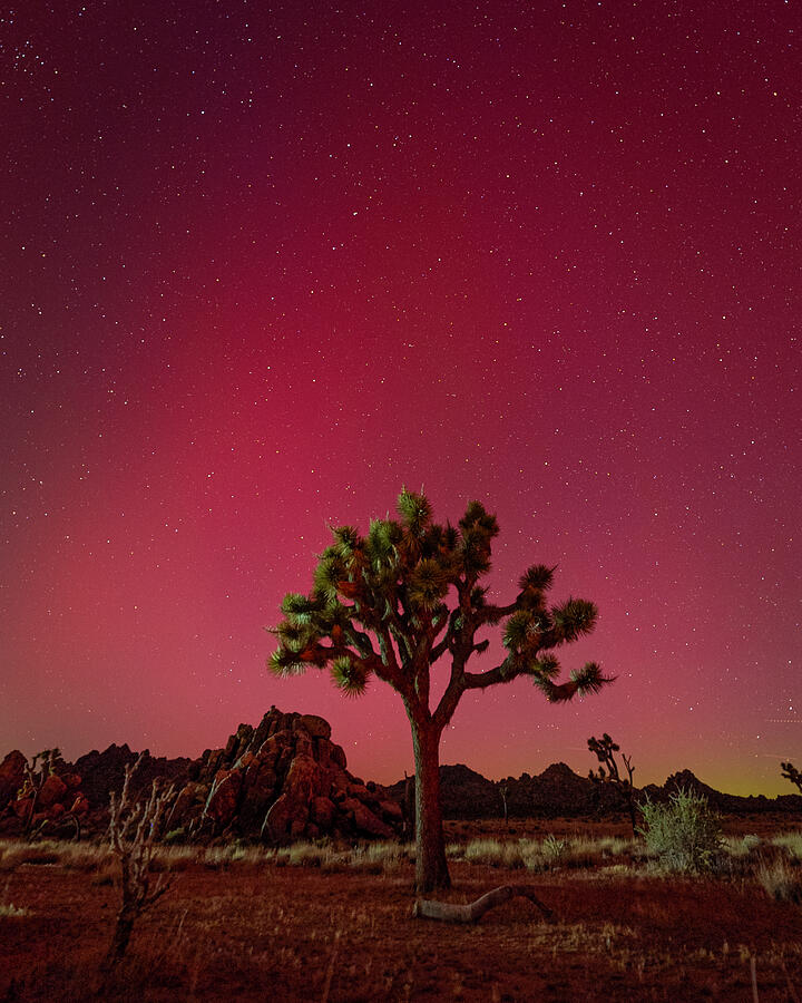 Joshua Tree with Aurora Borealis 1 Photograph by Bruce Feagle - Fine ...