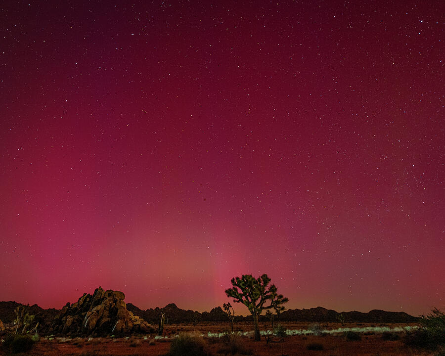 Joshua Tree with Aurora Borealis 2 Photograph by Bruce Feagle - Fine ...