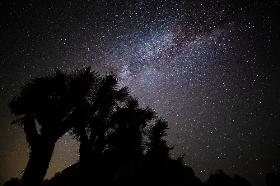 Joshua Tree and Milky Way I Photograph by David Kleeman