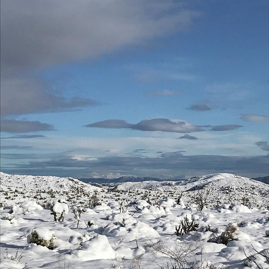 Joshua Tree and the Snow Photograph by Perry Hoffman