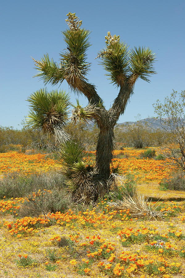 Joshua Tree and Wildflowers in Mojave Desert Photograph by Ram Vasudev