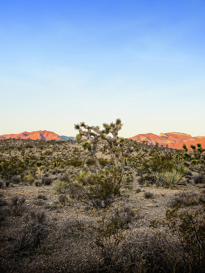 Joshua Tree At Dawn On Mount Charleston West Of Las Vegas Nevada