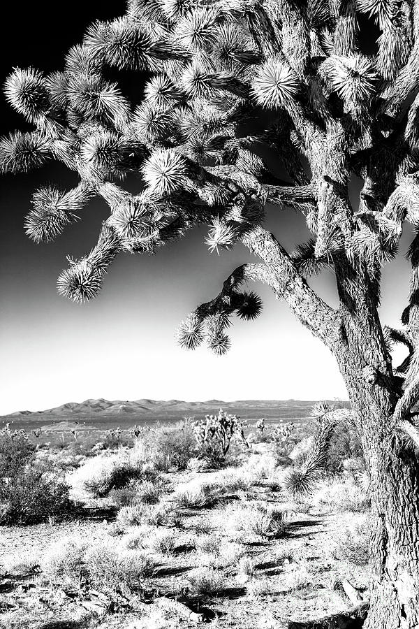 Joshua Tree at Mojave National Preserve in California Photograph by John Rizzuto