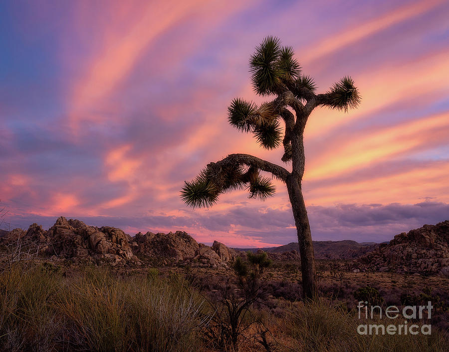 Joshua tree at sunset Photograph by Izet Kapetanovic