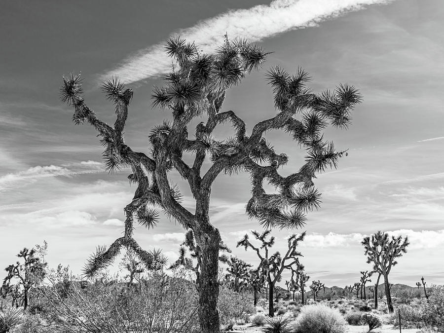 Joshua Tree Black and White Photograph by Claude Dalley