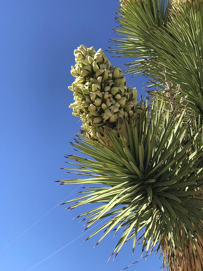 Joshua Tree Bloom # 2 Photograph by Teri Trent - Fine Art America