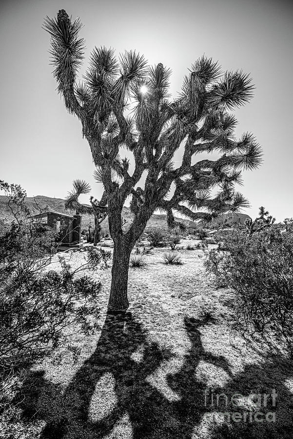 Joshua Tree BnW Sunstar Photograph by Daniel Hebard