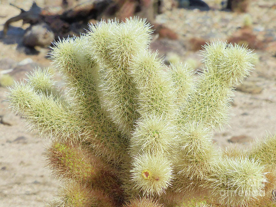 Joshua Tree Cactus Photograph
