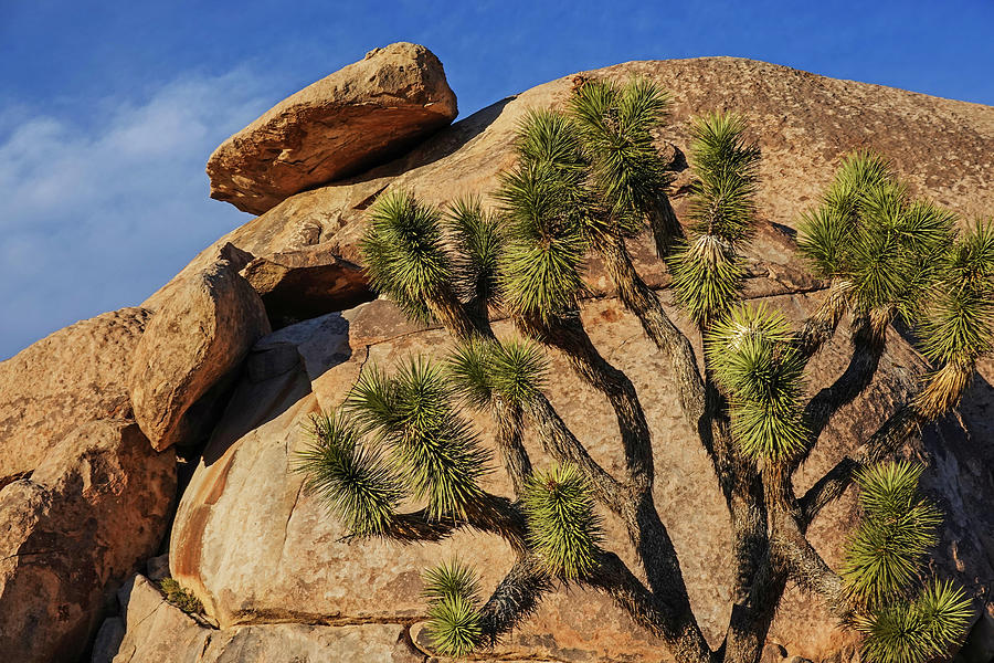 Joshua Tree California Cap Rock Photograph by Toby McGuire