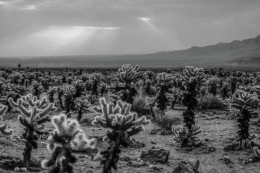 Joshua Tree Cholla Cactus Garden Joshua Tree CA Sunrays Black and White Photograph by Toby McGuire