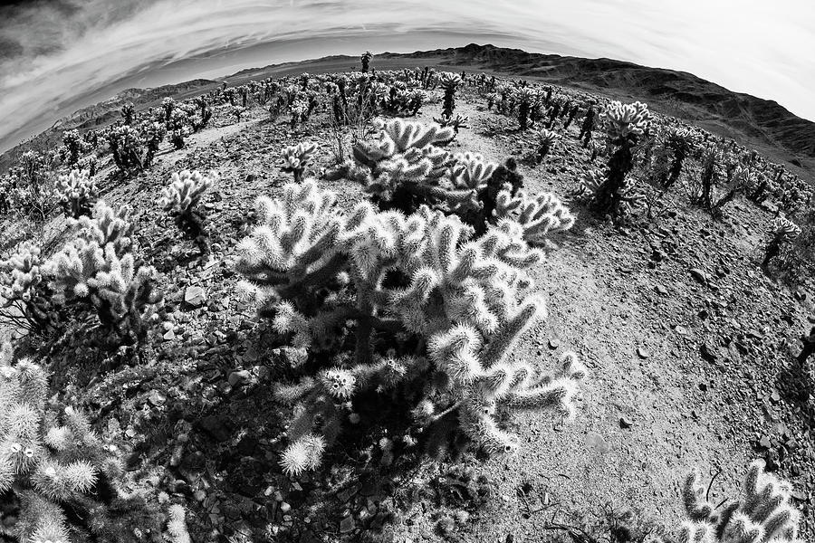 Joshua Tree Cholla Cactus Garden Joshua Tree California Black and White Photograph by Toby McGuire