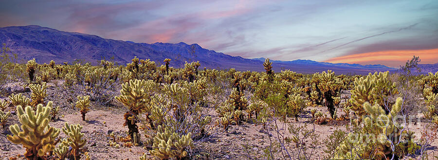 Joshua Tree Cholla Cactus Panoramic  Photograph by David Zanzinger