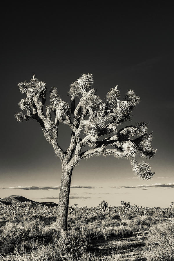 Joshua Tree Contrast Photograph by Kelly VanDellen