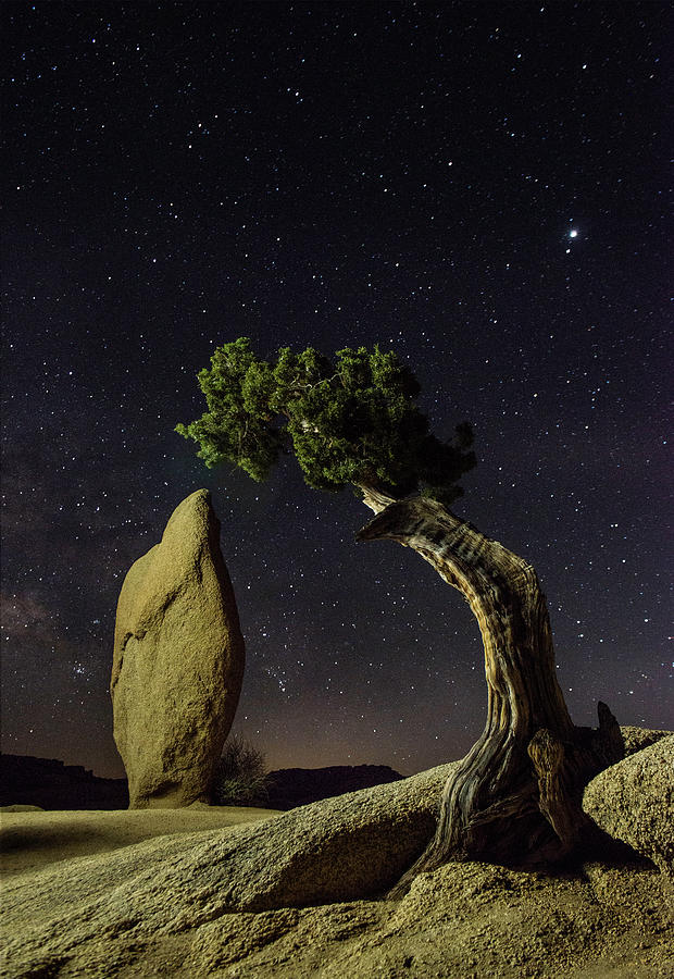 Joshua Tree Photograph by Cory Dewald | Fine Art America