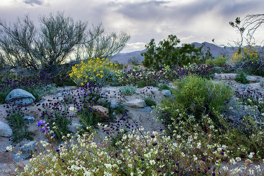 Joshua Tree Desert Wash Wildflowers Photograph by Kyle Hanson