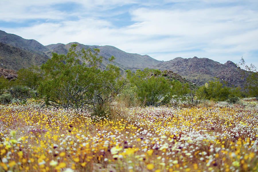 Joshua Tree Desert Wildflowers Photograph by Kyle Hanson