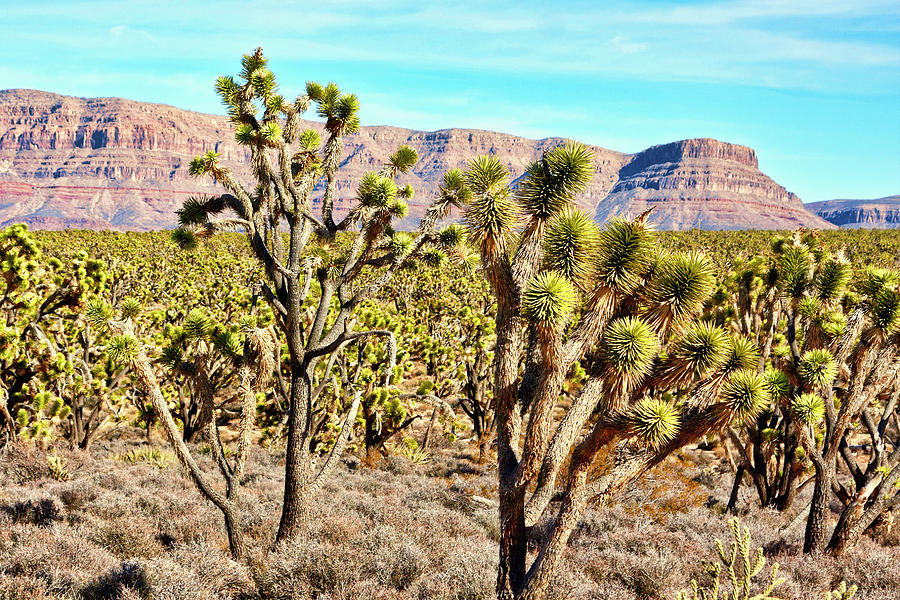 Joshua Tree Forest, Arizona Photograph by Tatiana Travelways