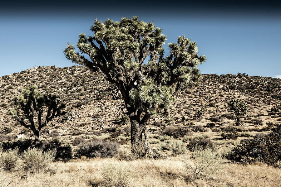 Joshua Tree I Photograph by David Kleeman