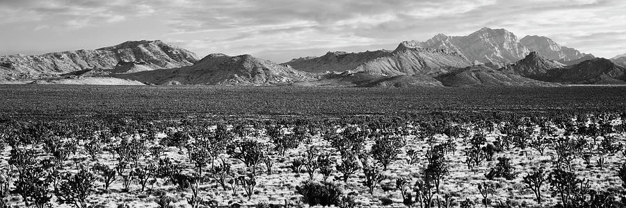 Joshua tree in a desert, Mojave National Preserve, California, USA Photograph by Panoramic Images