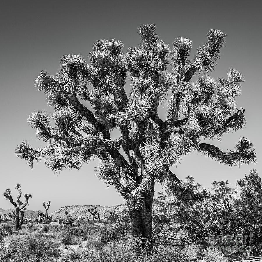 Joshua Tree in black and white Photograph by Henk Meijer Photography