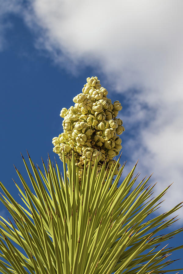 Joshua Tree In Full Bloom Photograph By Bryce Alexander - Fine Art America