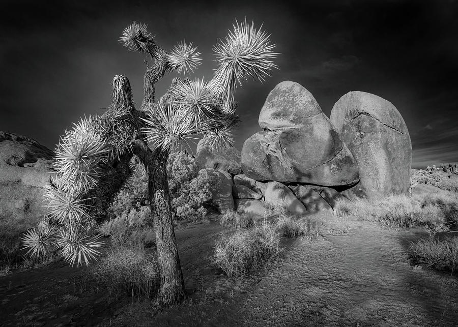 Joshua Tree in Infrared Photograph by Jerry Fornarotto