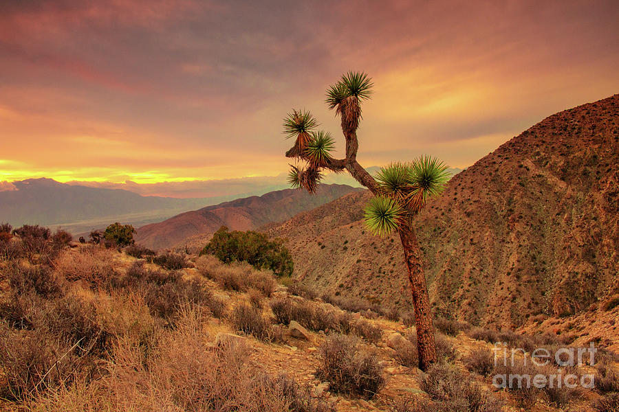 Joshua Tree in Keys View Sunset Photograph by Charline Xia