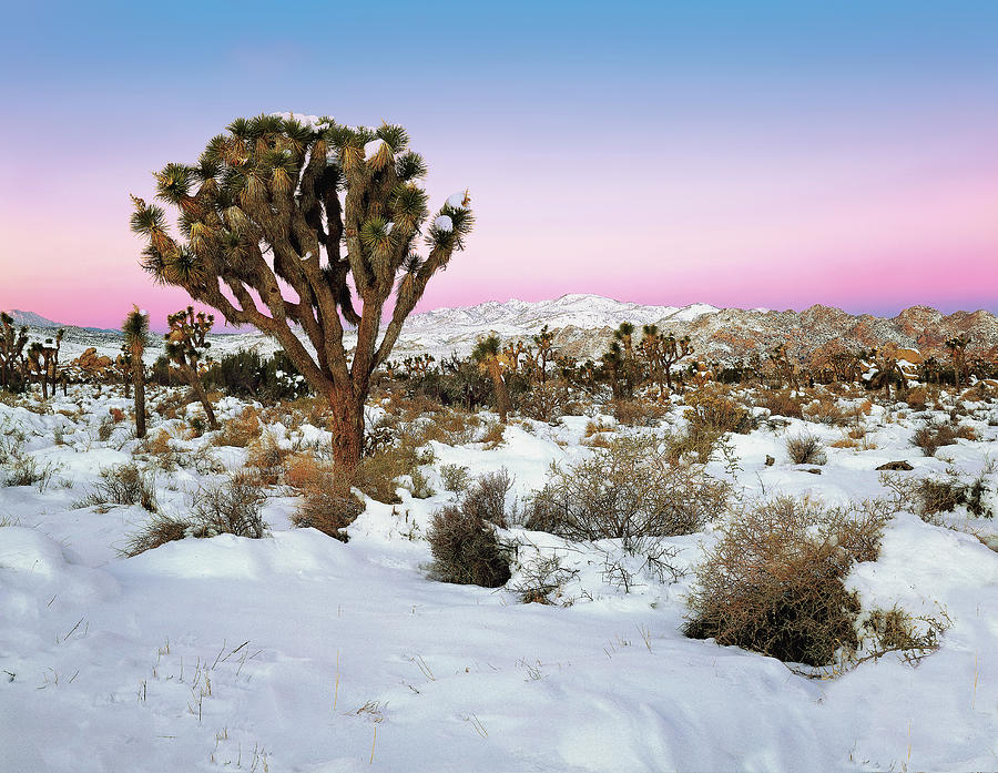 Joshua Tree In Snow Photograph by Paul Breitkreuz