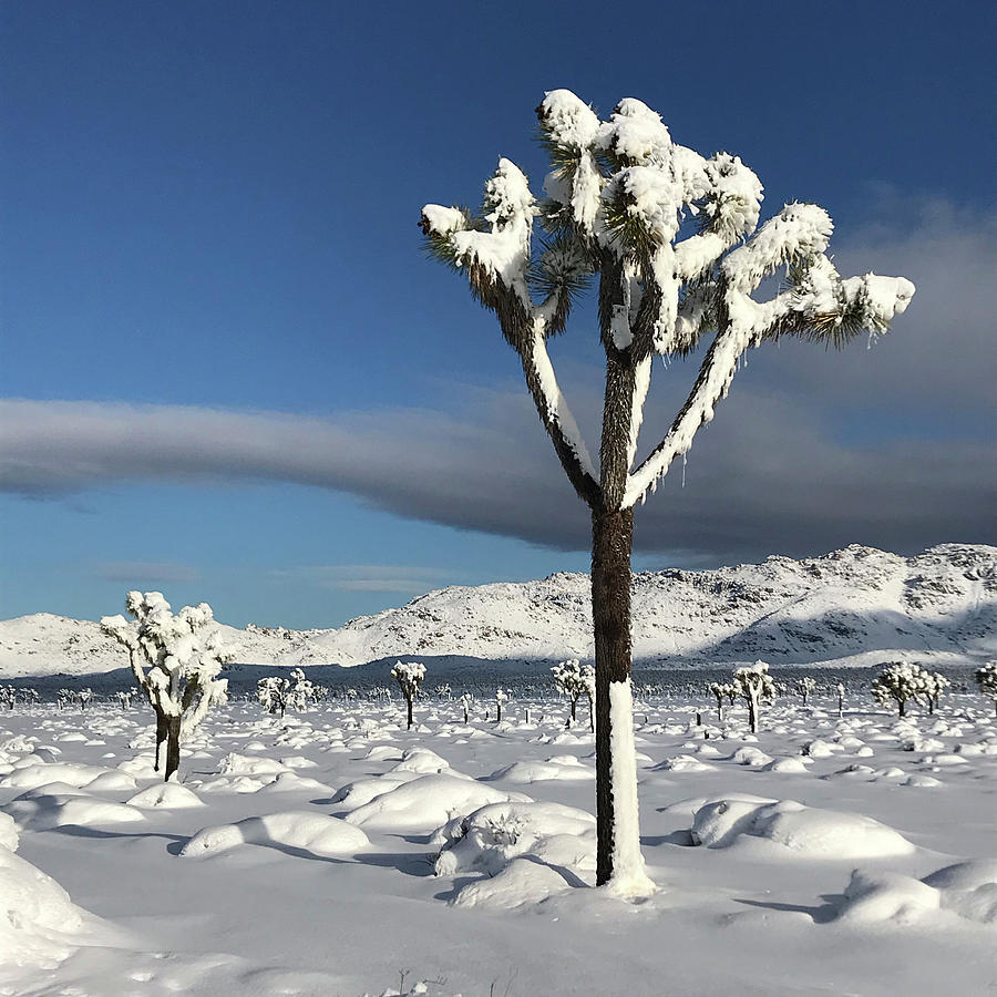 Joshua Tree in Snow Photograph by Perry Hoffman