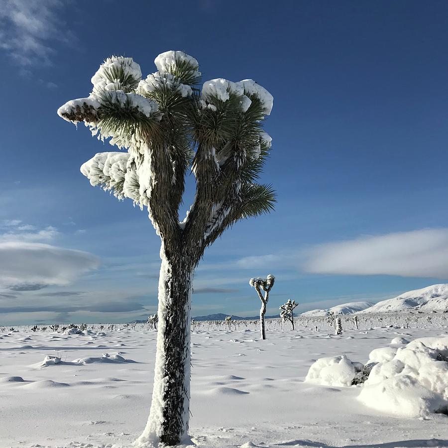 Joshua Tree in the Snow Photograph by Perry Hoffman