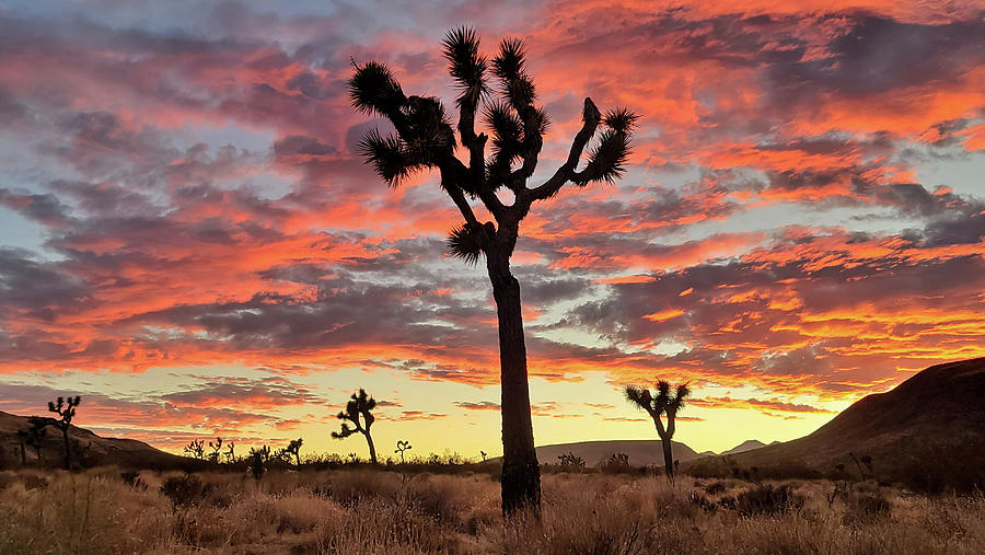 Joshua Tree in Yucca Valley Photograph by Chris Casas