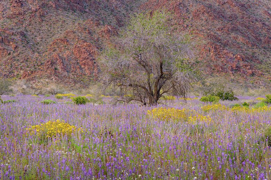 Joshua Tree - Ironwood and Flower Field Photograph by Alexander Kunz