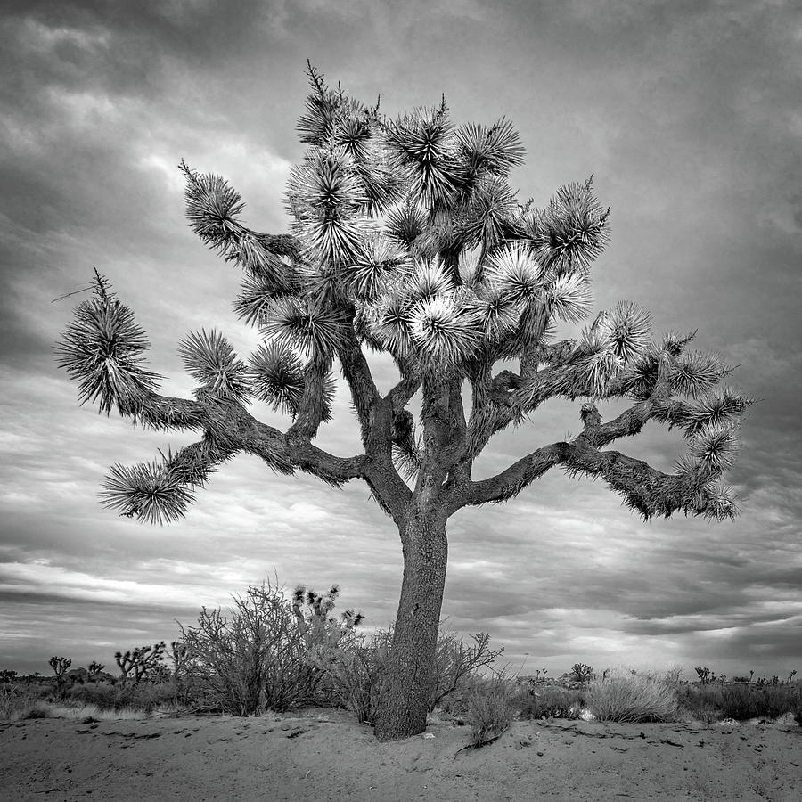 Black And White Photograph - Joshua Tree by Jason Cleghorn