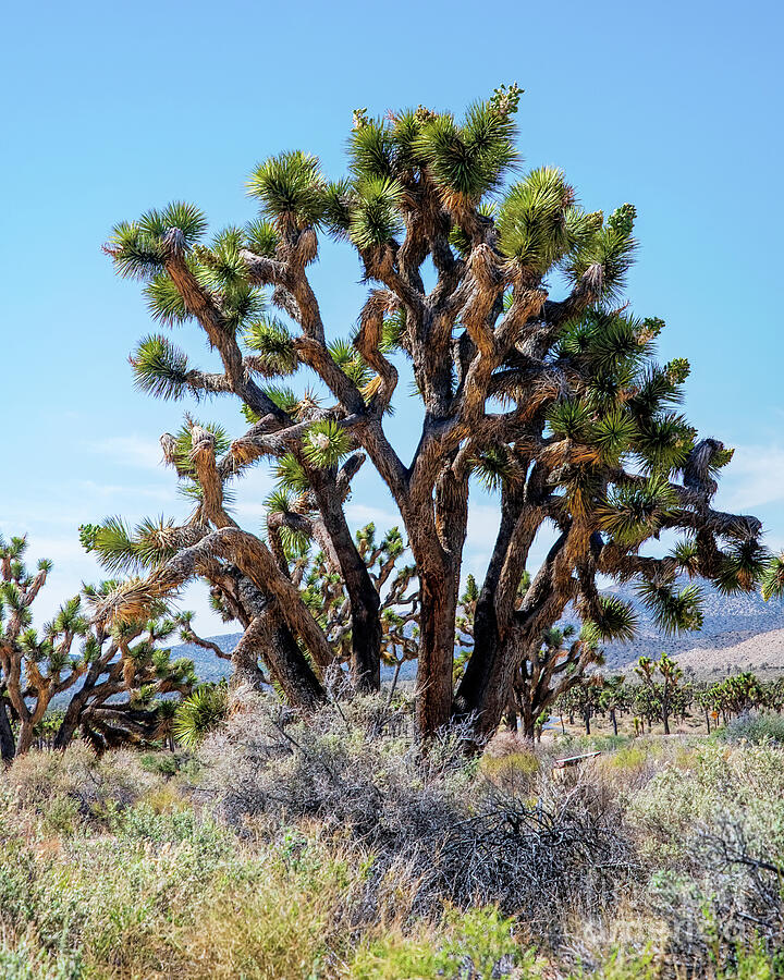 Joshua Tree Photograph by Jennifer Jenson - Fine Art America