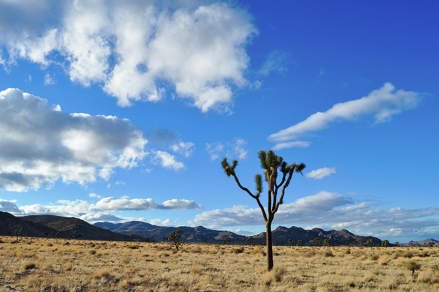 Joshua Tree Lost Horse Valley Photograph by Kyle Hanson