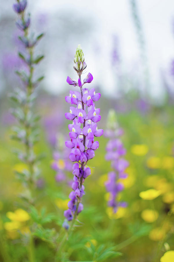 Joshua Tree Lupine Gold Poppy Photograph by Kyle Hanson - Fine Art America